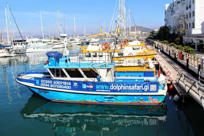 Gibraltar: Dolphin Watching Boat Tour - A nimble boat is the secret behind the close encounters
