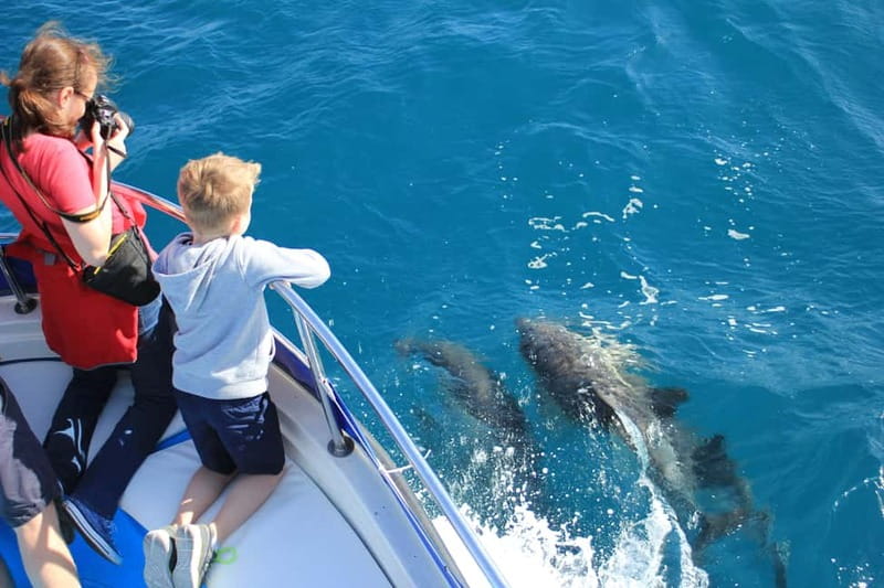 Gibraltar: Dolphin Watching Boat Tour - Transfers from the Costa del Sol: how the day fits together