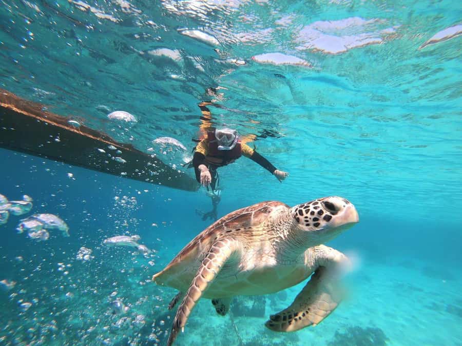 Gili Islands: Private or Shared Snorkeling Boat Trip - Turtle Paradise at Gili Meno: where the day becomes real