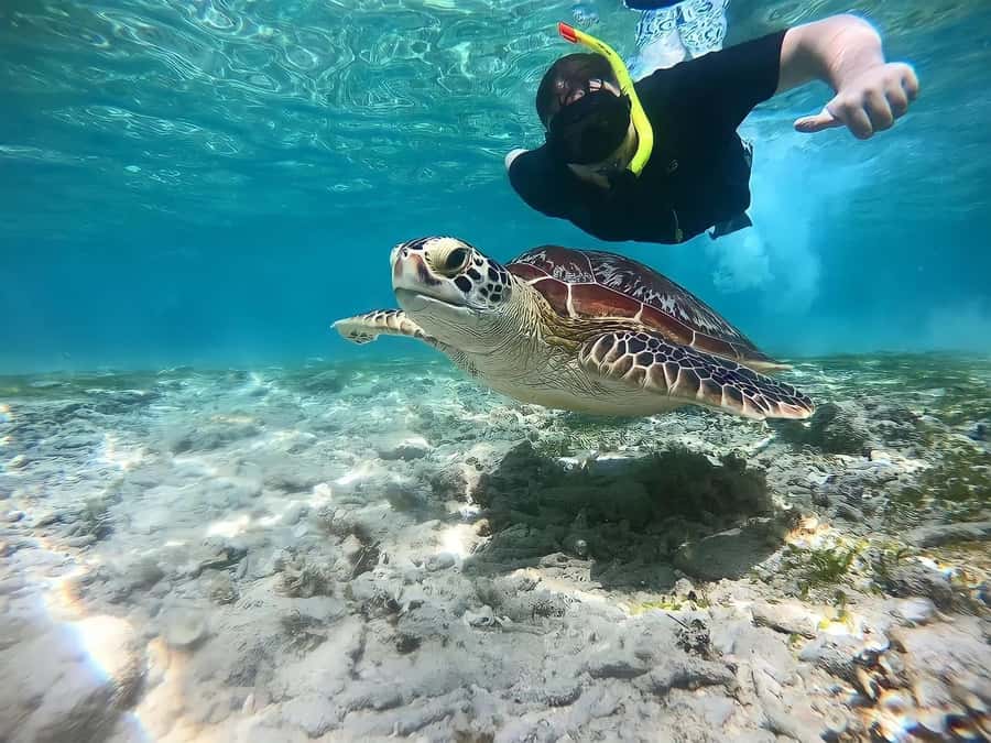 Gili Islands: Private Snorkeling Boat Tour with Local Guide - Key highlights worth planning around