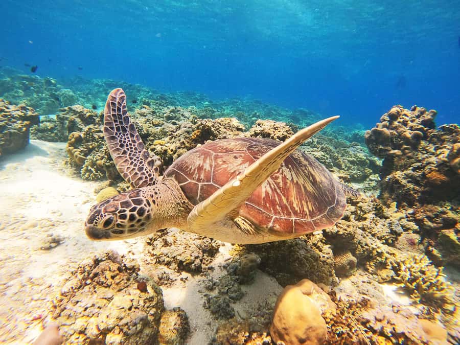 Gili Trawangan: Gili Islands Sunset Boat Tour and Snorkeling - Why This Gili Trawangan Sunset Tour Fits So Well