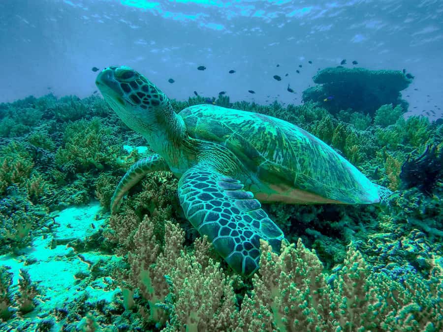 Gili Trawangan: Gili Islands Sunset Boat Tour and Snorkeling - Stop 2: Turtle Point Snorkeling for Up-Close Encounters