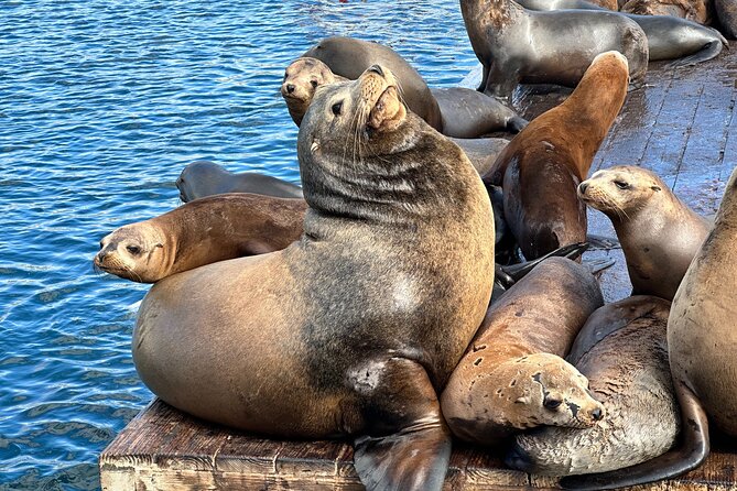 Glass Bottom Boat Ride in Redondo Beach - A 45-Minute King Harbor Loop That Starts on Deck