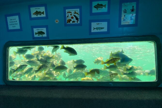 Glass Bottom Boat Ride in Redondo Beach - Captain Stories That Make Redondo Feel Personal
