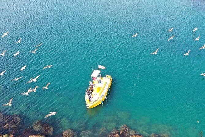 Glass Bottom Boat Ride in Redondo Beach - 7-Foot Glass Windows Below: Fish, Garibaldi, and Feeding Moments