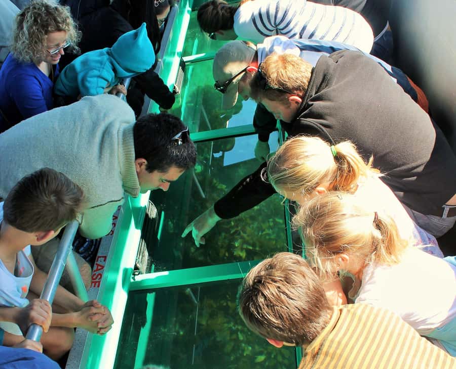 Goat Island: Glass Bottom Boat Tour - Key highlights you’ll feel fast