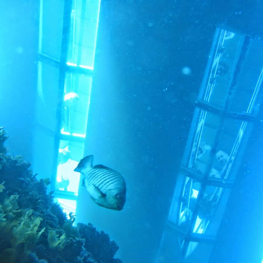 Goat Island: Glass Bottom Boat Tour - From the beach stairs to your first look down