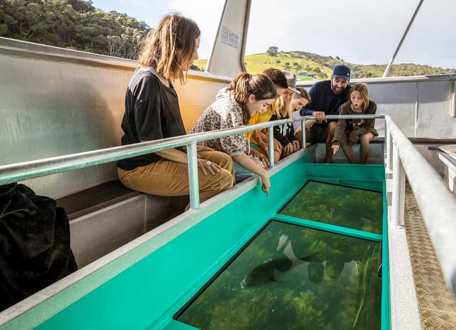 Goat Island: Glass Bottom Boat Tour - The narration: what you learn (and why it matters)