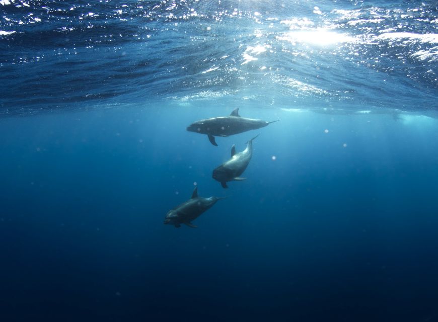 Golfo Aranci: Dolphin Watching and Snorkeling Boat Tour - Figarolo and Capo Figari: why this part of Sardinia works for dolphins