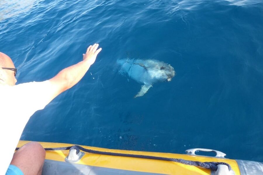 Golfo Aranci: Dolphin Watching and Snorkeling Boat Tour - On-board comfort: small group size and sanitized gear