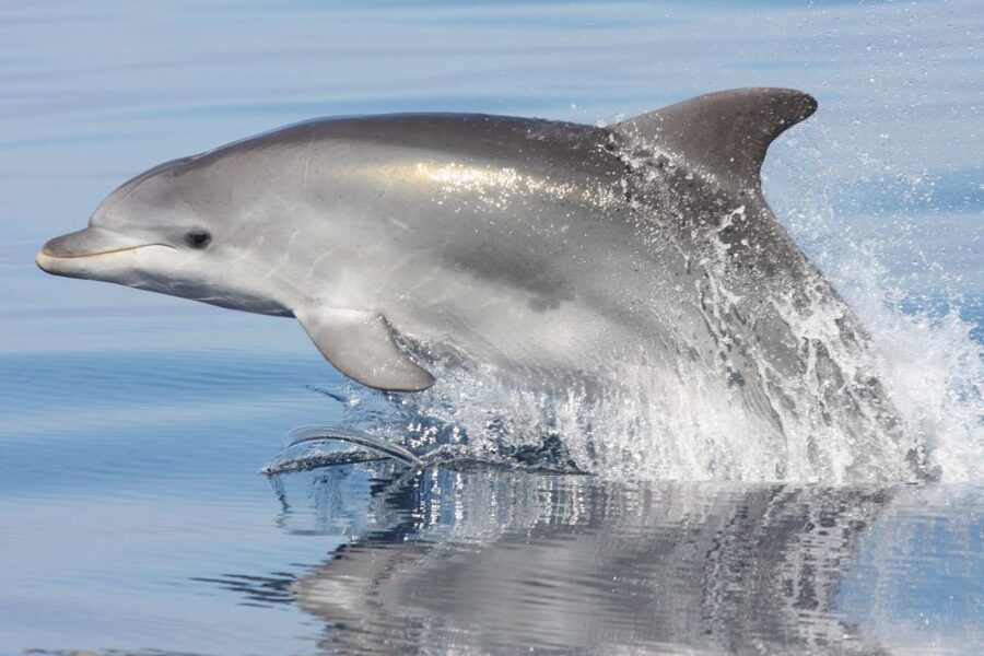 Golfo Aranci: Eco-Friendly Dolphin Watching Boat Trip - Key things to know before you go