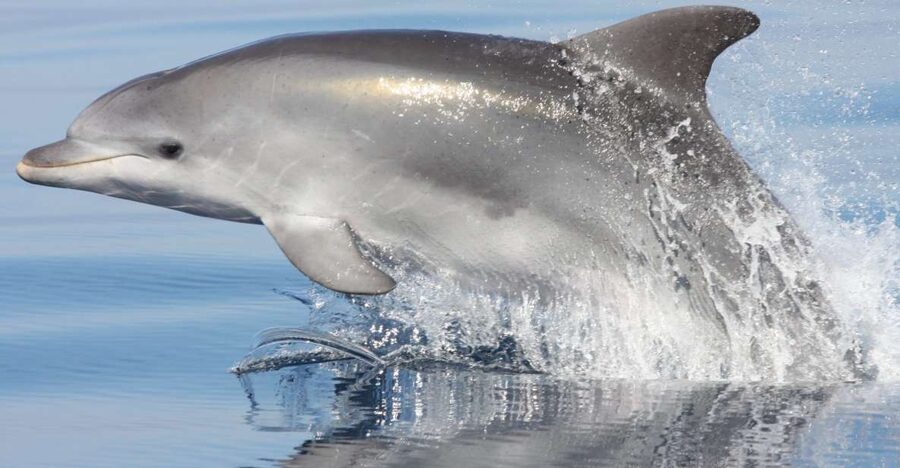 Golfo Aranci: Eco-Friendly Dolphin Watching Boat Trip - Golfo Aranci to Figarolo: why this route works for bottlenose dolphins