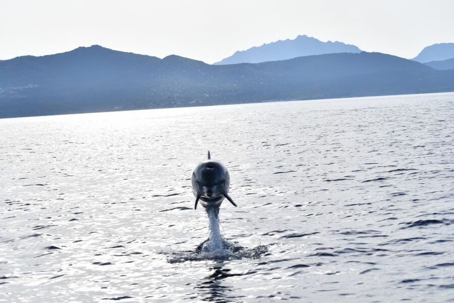 Golfo Aranci: Eco-Friendly Dolphin Watching Boat Trip - Responsible dolphin watching: Il Golfo dei Delfini and real animal-welfare rules