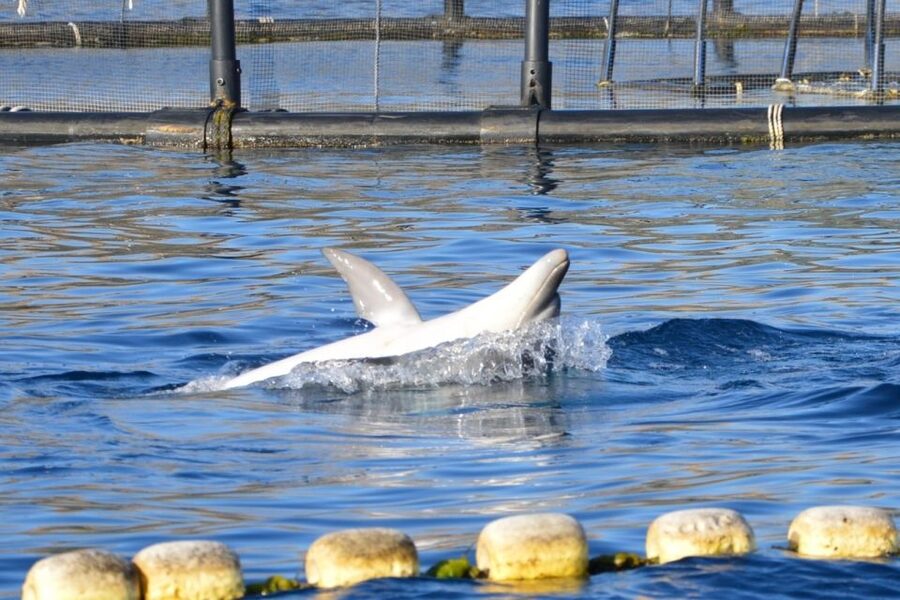 Golfo Aranci: Eco-Friendly Dolphin Watching Boat Trip - Views beyond dolphins: sea cliffs, caves, and the big-Sardinia feeling