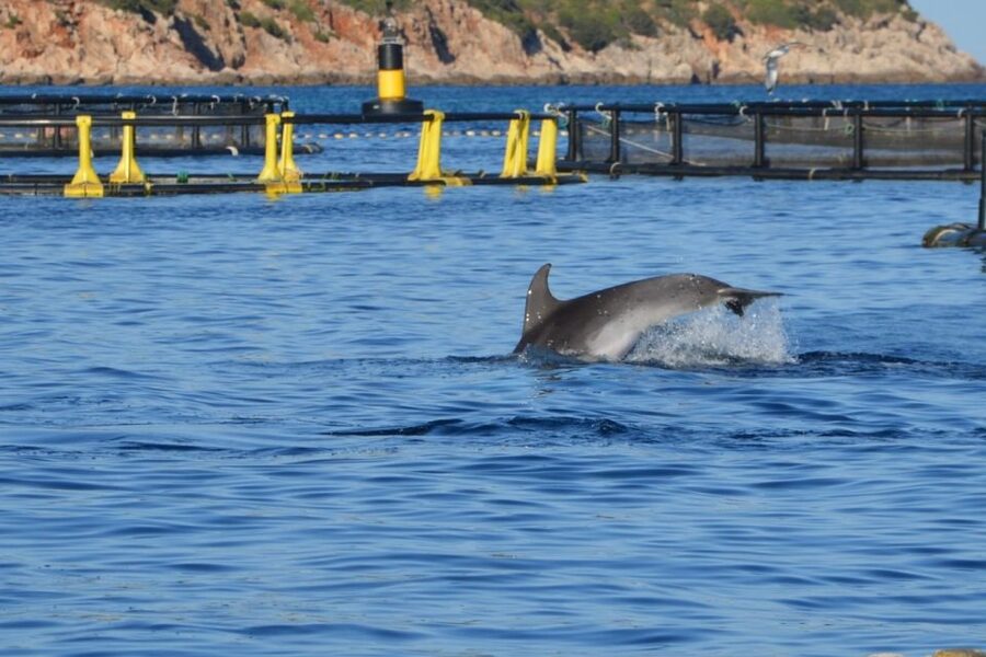 Golfo Aranci: Eco-Friendly Dolphin Watching Boat Trip - When to go and who should book this dolphin trip