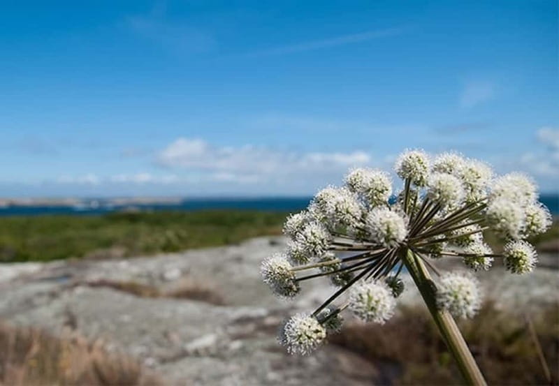Gothenburg: Guided Boat Tour to Vinga Island - Arrival on Vinga: 2 hours in a nature reserve mood