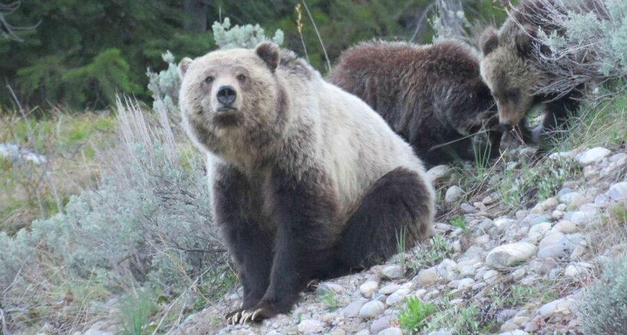 Grand Teton National Park: Full-Day Tour with Boat Ride - What $315 buys you: price and park-fee reality checks