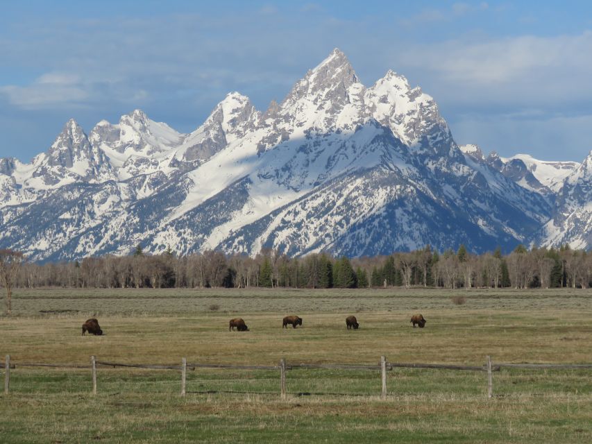 Grand Teton National Park: Full-Day Tour with Boat Ride - Jackson Lake, Signal Mountain, and Moose Wilson Road pull-offs