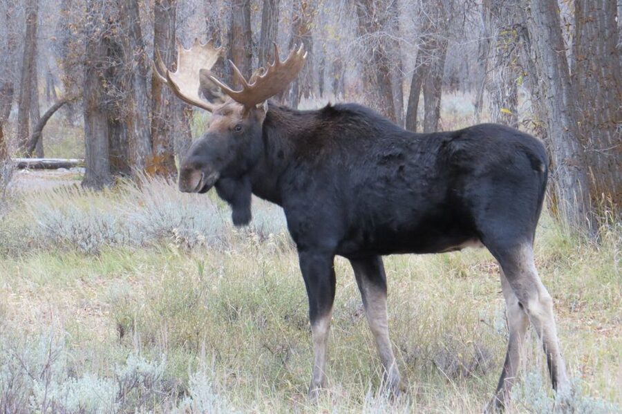Grand Teton National Park: Full-Day Tour with Boat Ride - Jenny Lake cruise and Hidden Falls: the day trip showpiece