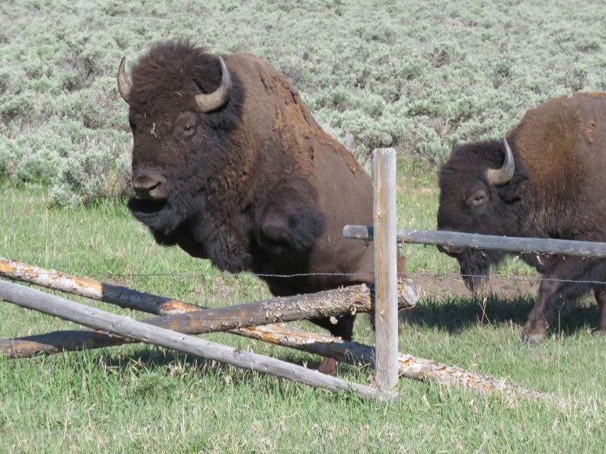 Grand Teton National Park: Full-Day Tour with Boat Ride - Wildlife spotting strategy: how guides raise your odds