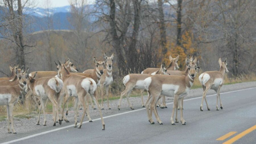 Grand Teton National Park: Full-Day Tour with Boat Ride - Food breaks and pacing: light breakfast, hearty picnic lunch