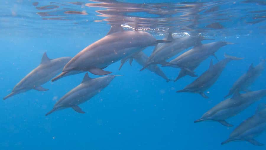 Grande Riviere Noire: Boat Tour and Swimming with Dolphins - Key things you’ll notice