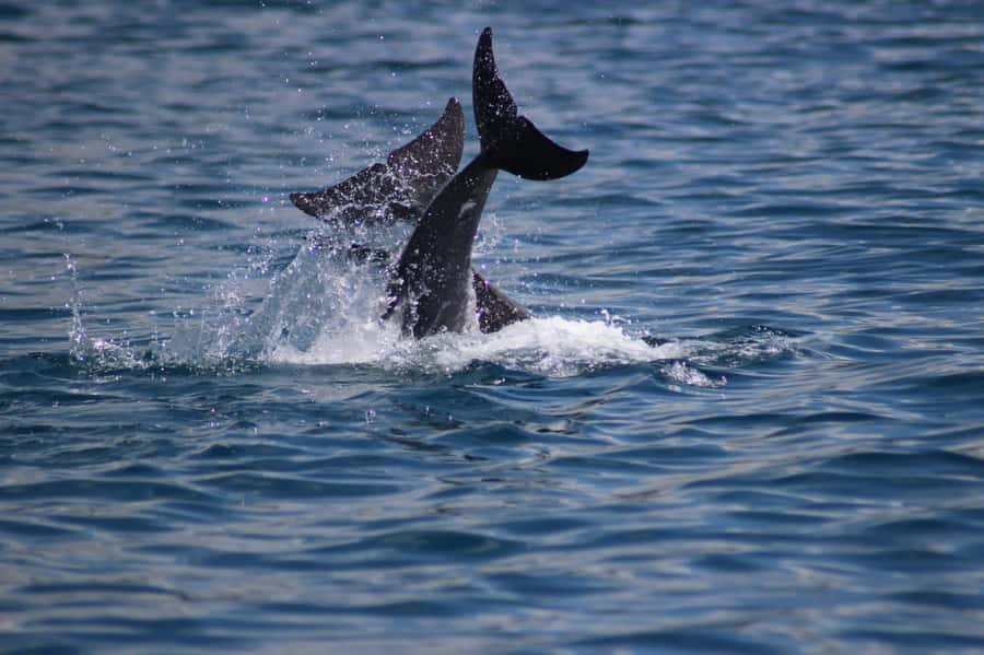 Grande Riviere Noire: Boat Tour and Swimming with Dolphins - Sunrise, Dolphins, and a West-Coast Morning That Feels Local