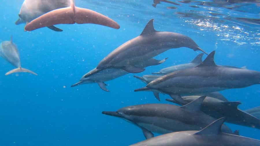 Grande Riviere Noire: Boat Tour and Swimming with Dolphins - Onboard Setup: New Boat, Small Group, and Included Snorkeling Gear