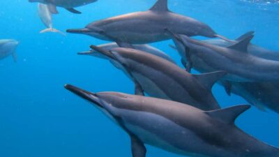 Grande Riviere Noire: Boat Tour and Swimming with Dolphins - Getting There: The Meeting Point and Why It Matters