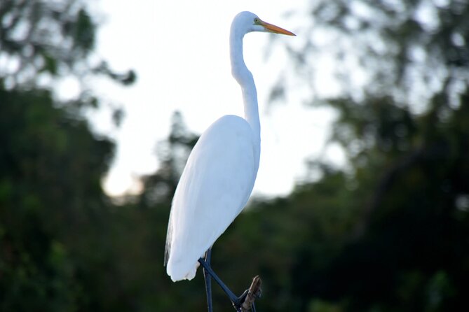 Guided Boat Tour of New Orleans Bayou - Entering The Lafitte Cypress Swamps Near Jean Lafitte