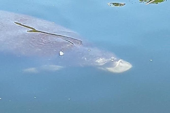 Guided Two Hour Boat Tour of the Indian River Lagoon - Value in Cocoa Beach: why this fits tight schedules