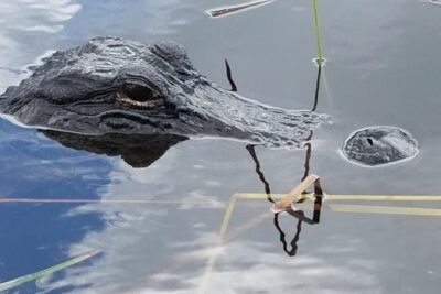 Half-day Everglades National Park Tour and 1-Hour Air Boat Ride - Everglades National Park Nature Walk: Where Wildlife Feels Real