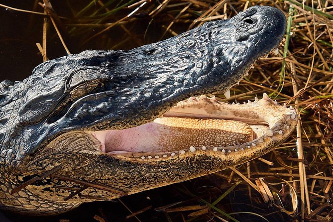 Half-day Everglades National Park Tour and 1-Hour Air Boat Ride - Native Tree Island Village Stops: Culture on the Way to the Wild