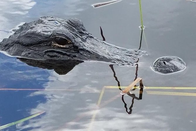 Half-day Everglades National Park Tour and 1-Hour Air Boat Ride - Everglades National Park Nature Walk: Where Wildlife Feels Real