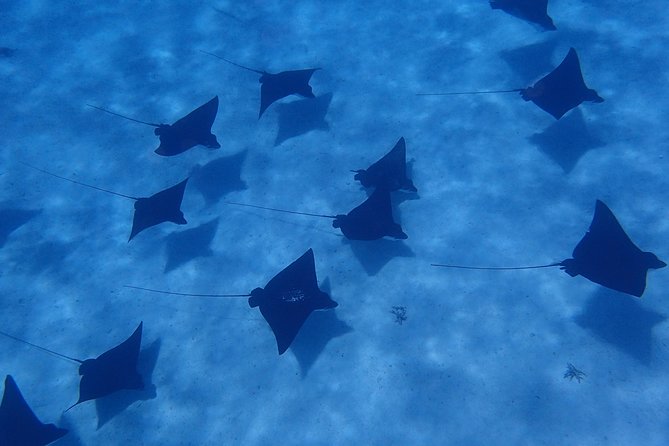Half day Snorkeling Shared Boat Tour in Bora Bora - Key things that make this snorkel trip work