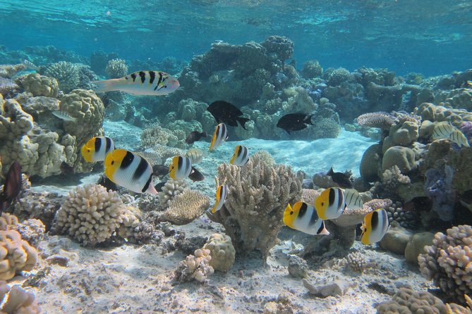 Half day Snorkeling Shared Boat Tour in Bora Bora - Morning Lagoon Snorkeling With a Small-Group Boat (About 3.5 Hours)