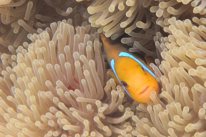 Half day Snorkeling Shared Boat Tour in Bora Bora - How the Captain Chooses Your 3–4 Snorkeling Stops