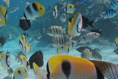 Half day Snorkeling Shared Boat Tour in Bora Bora - How Vaitape Pickup Fits Into Your Day