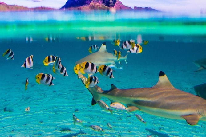 Half day Snorkeling Shared Boat Tour in Bora Bora - What Snorkeling Feels Like in Bora Bora’s Lagoon