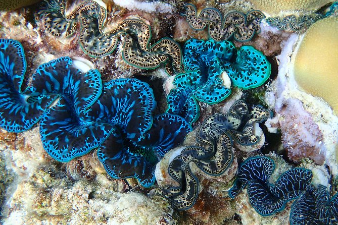 Half day Snorkeling Shared Boat Tour in Bora Bora - Wildlife Ethics: The No-Feeding Approach (And Why You Should Care)