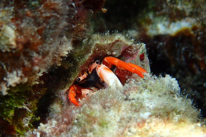 Half day Snorkeling Shared Boat Tour in Bora Bora - Boat Comfort and Safety: Getting In, Staying Calm, Watching Closely