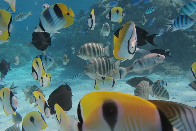 Half day Snorkeling Shared Boat Tour in Bora Bora - How Vaitape Pickup Fits Into Your Day