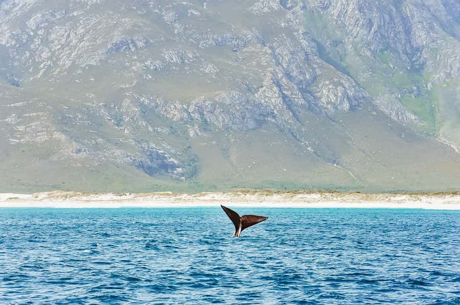 Hermanus: Whale and Dolphin Watching Boat Trip - Key Things I’d Tell You Before You Go