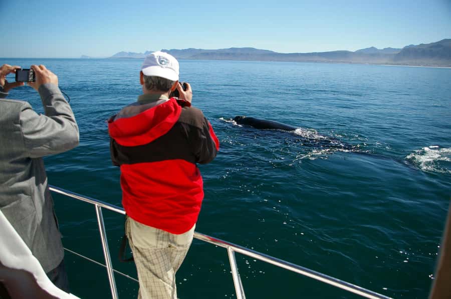 Hermanus: Whale and Dolphin Watching Boat Trip - Southern Right Charters in Hermanus: What the 2-Hour Cruise Feels Like