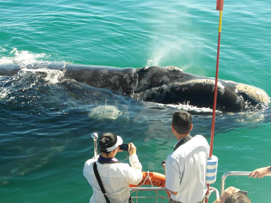 Hermanus: Whale and Dolphin Watching Boat Trip - What You Can See Off Hermanus: Whales, Dolphins, and Season Reality
