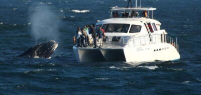Hermanus: Whale and Dolphin Watching Boat Trip - Meeting at the Whale Shack: How the Start Runs