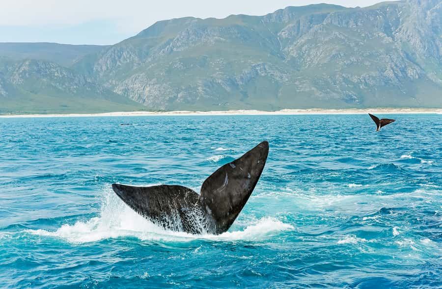 Hermanus: Whale and Dolphin Watching Boat Trip - On the Water With a Whale Specialist: Learning Without Getting Lecture-Heavy
