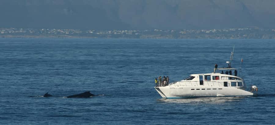 Hermanus: Whale and Dolphin Watching Boat Trip - Food and Small Comforts: The “Why It Matters” Stuff