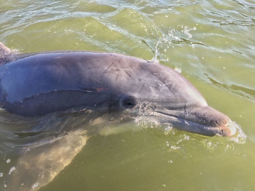 Hilton Head Island: Daytime Dolphin Watching Boat Tour - Key points before you go