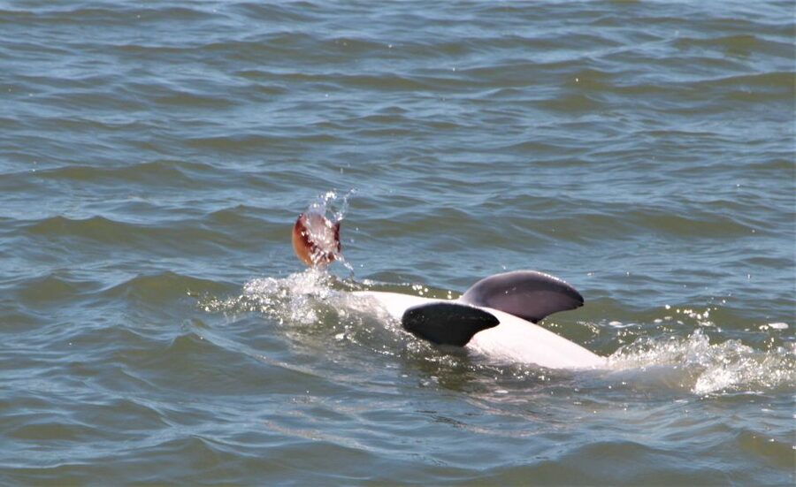 Hilton Head Island: Daytime Dolphin Watching Boat Tour - Finding Lowcountry Watersports and settling into a covered boat